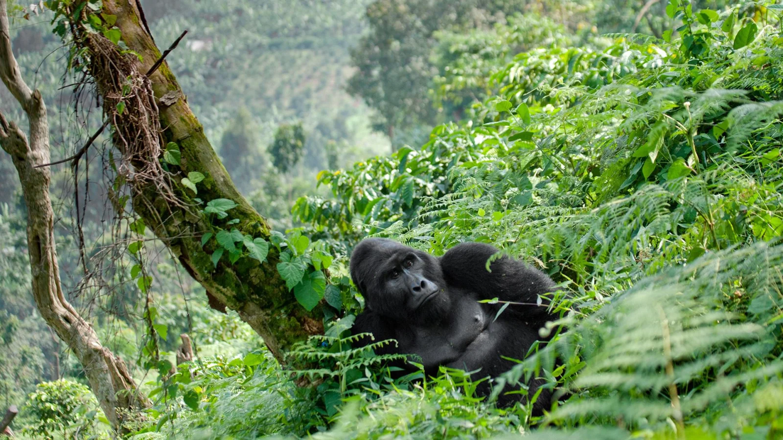 10 Days Best Uganda Gorilla Trekking and Uganda Safari Tour Package.webp
