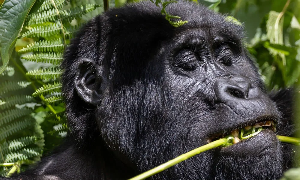 10 Days Gorilla tour Uganda.webp