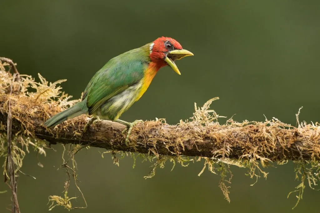 3 Days Bird watching safari in Lake Mburo national park.webp