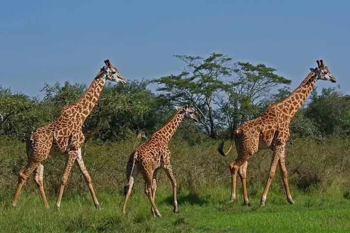 3 Days Nyungwe and Akagera combined Rwanda tour package.webp