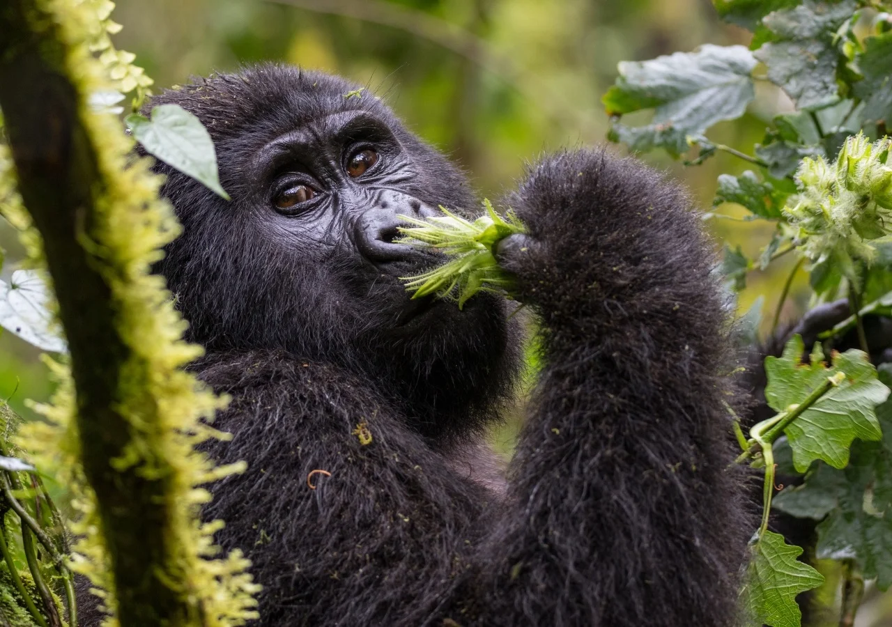4 Days luxury Gorilla and Uganda safari tour.webp