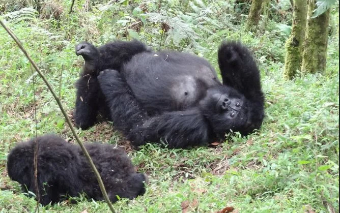 5-Days Gorilla and Uganda safari and Golden Monkey Trekking tour.webp