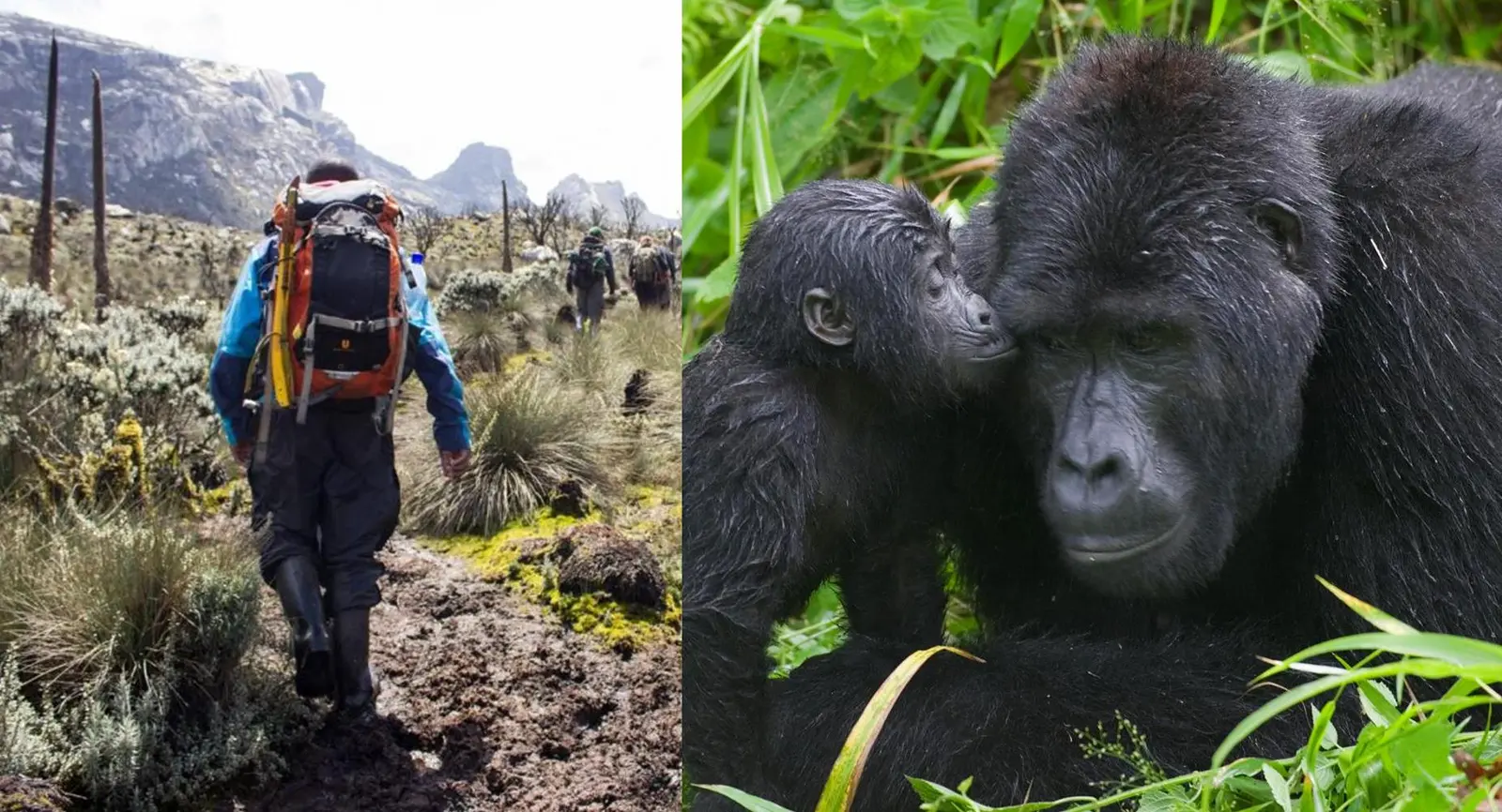 7 Days Kibale forest Rwenzori hike and Gorilla trekking.webp