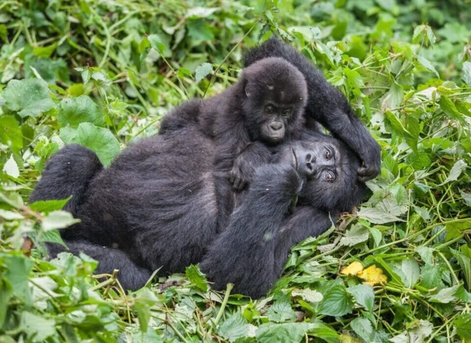 Best 5 must destinations Visit for Rwanda Safari Holidays.webp