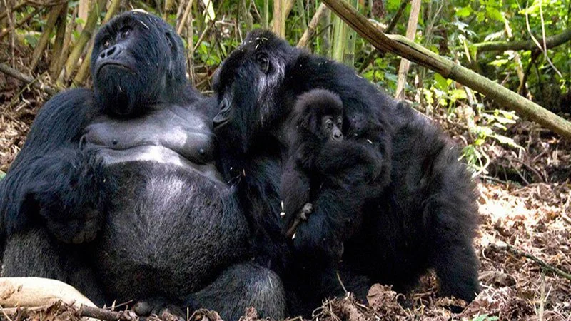 Best Gorilla Family to Visit on Rwanda Gorilla Trekking and Why.webp