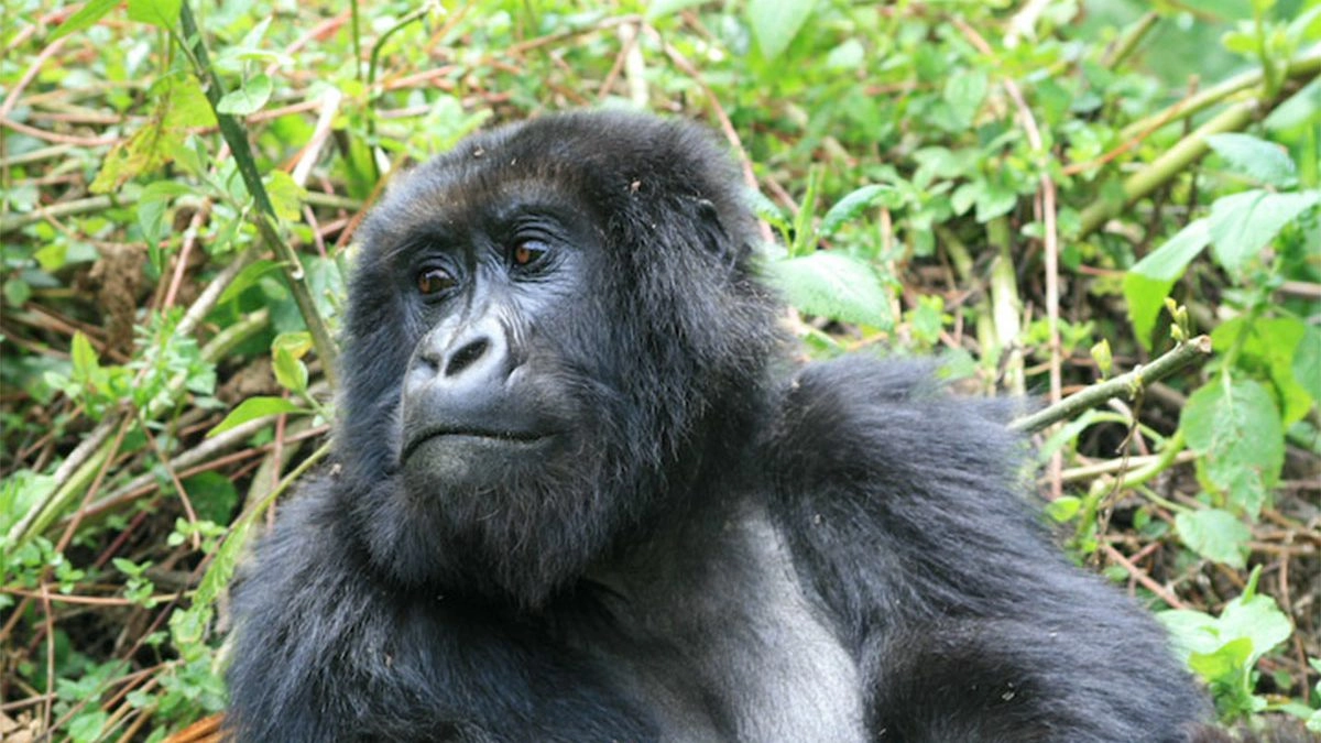 Best reasons for booking Rwanda gorilla safaris with a local operator.webp