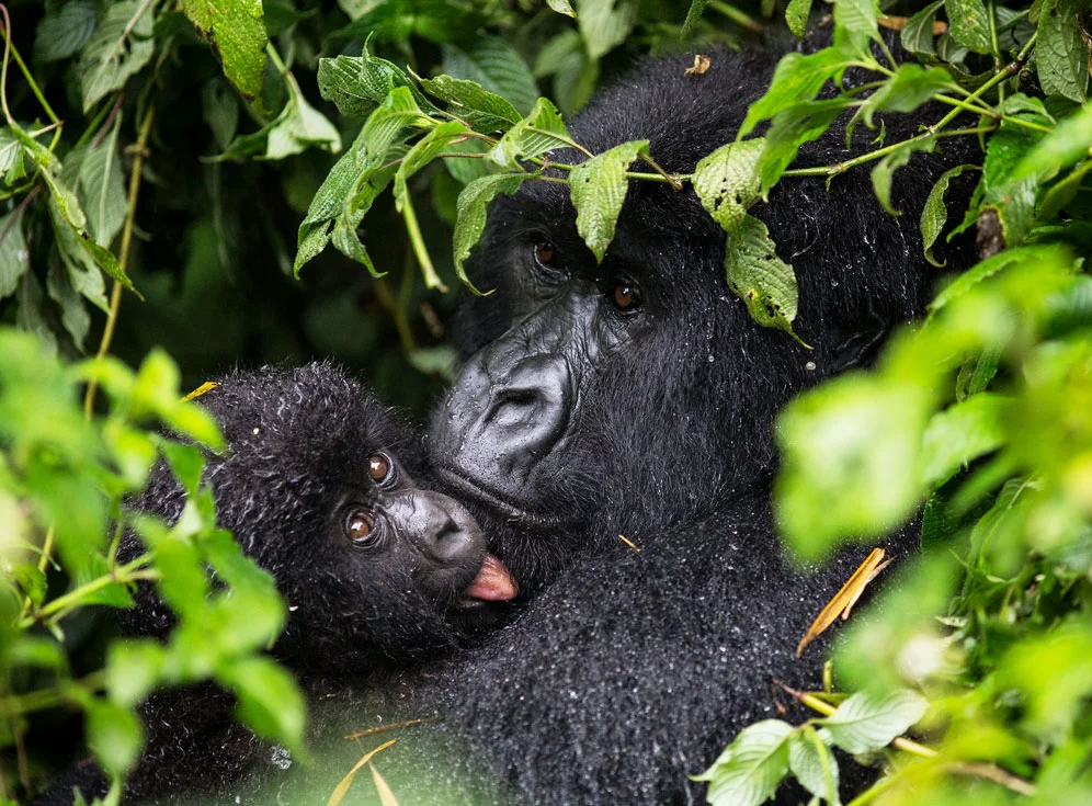 Best Reasons Why Uganda Safari for Gorillas Is a Real Deal.webp