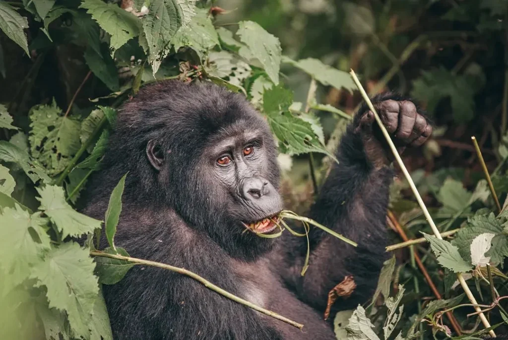 Best Time to See Gorillas in Rwanda with No Rain.webp