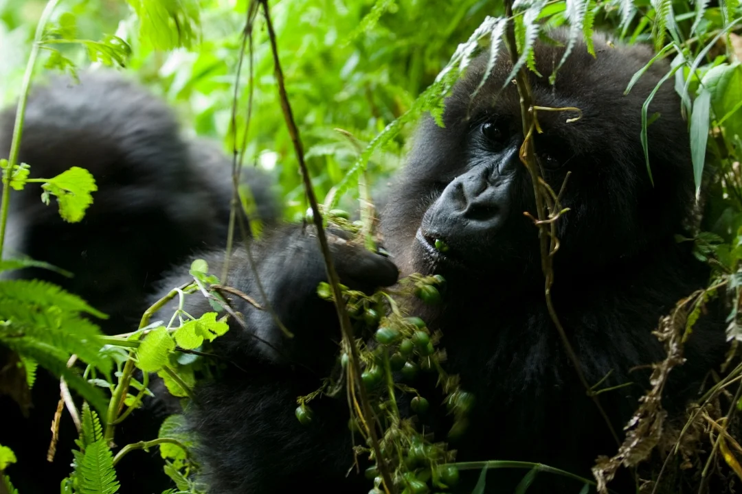 Best tips for best Rwanda gorilla treks.webp