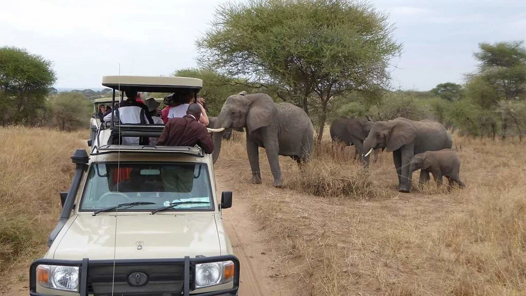 Best Tips for Choosing Best Tour Operator for African Safari Tanzania.webp