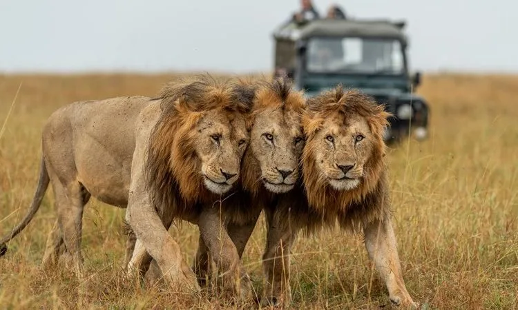 Bucket list wildlife you shouldn’t mist on Serengeti safari in Tanzania.webp