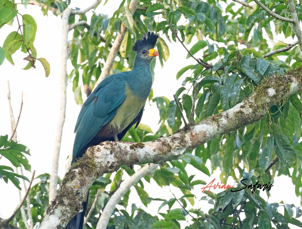 Cyamudongo forest birding.webp