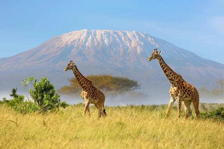 From the Gorillas of Rwanda to the Kilimanjaro Safari Experience.webp