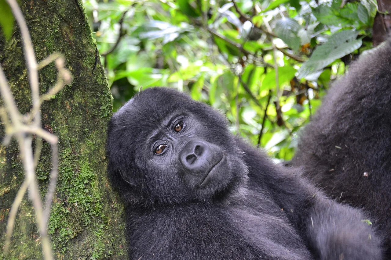 How Long is Gorilla Trekking Safari in Rwanda.webp
