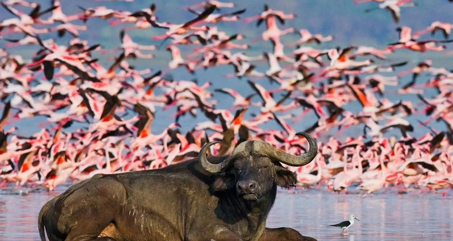 How to travel on Budget on 14 Days Budget Keny wildlife safari.webp