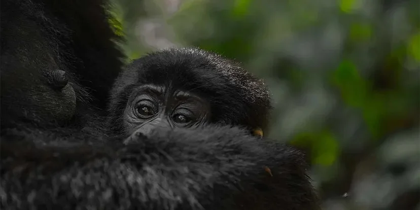 Pro Tips for Last Minute Gorilla Trekking in Rwanda.webp