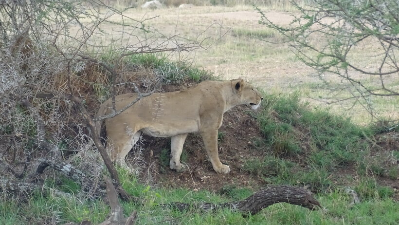 Tanzania Safari.JPG