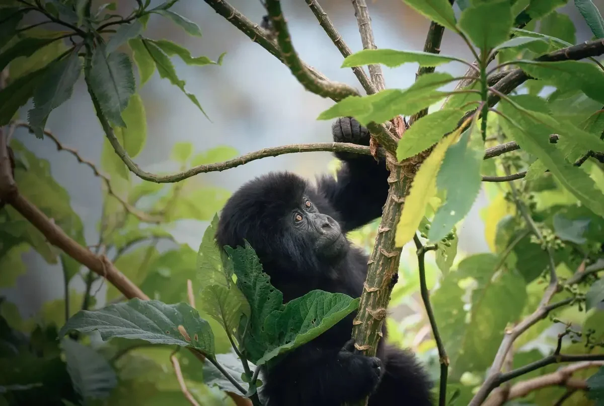 The Best Rwanda Gorilla Trekking Safaris from Johannesburg.webp