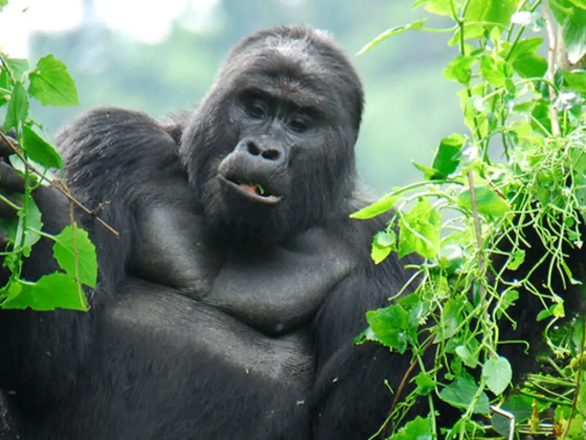 Things to do in Uganda as First Timer on Africa safari in Uganda.webp