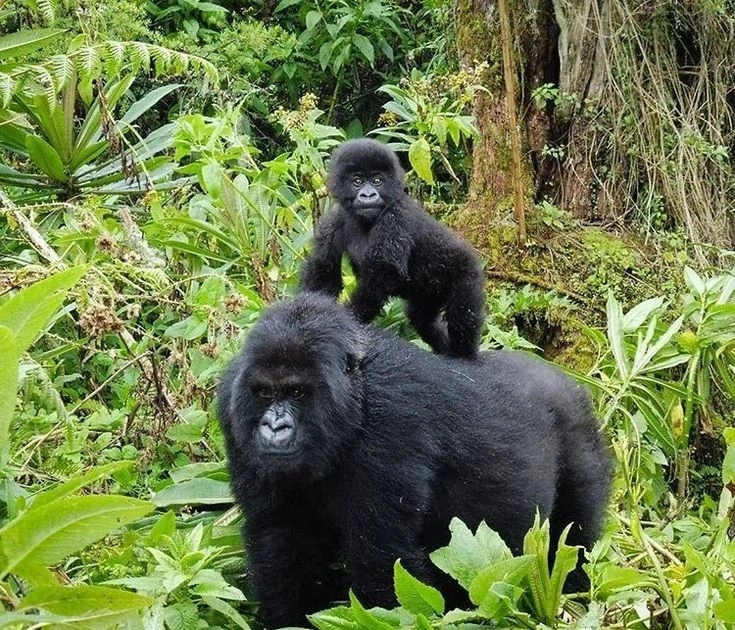 Tips for 2 Days Uganda gorilla trekking from Kigali city.webp