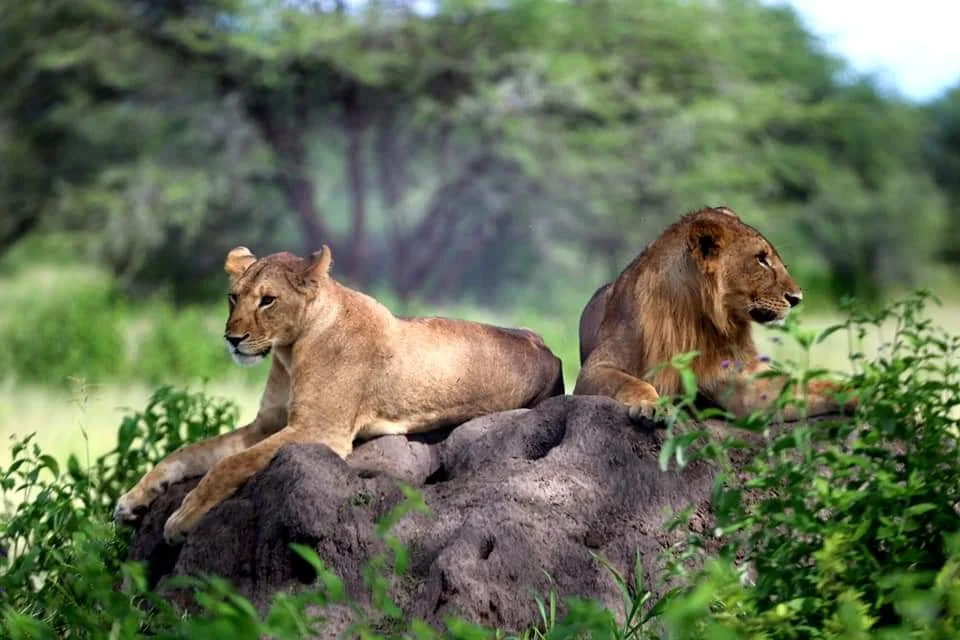 Top Best Safari in Tanzania Now for Your Safari Tour.webp
