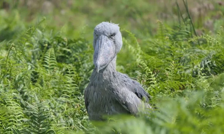 Uganda birding safari tours.webp