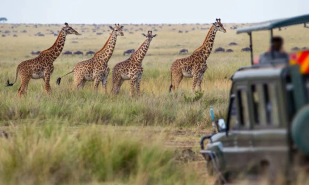 What are the Tanzania safari prices now.webp