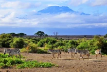 the-rainy-season-in-tanzania-is-the-best-time-to-visit-there-to-watch-for-migratory-birds-1-1...webp