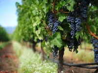 Winery Tours Washington.webp