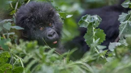 7 Best Rwanda Safaris All-Inclusive Tours.webp