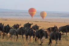 10 Best things to do in Serengeti national park (activities to do o Serengeti safari tour).webp