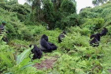 4-Days Ultimate gorilla and Uganda safari and chimpanzee tracking.webp