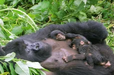 How long to spend on gorilla safaris Rwanda.webp