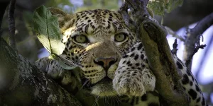 Top 7 Best Experiences on Tanzania Tour Safari.webp