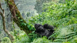 10 Days Best Uganda Gorilla Trekking and Uganda Safari Tour Package.webp