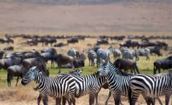 Top 5 Events Not to Miss on Tanzania Safari Tours.webp