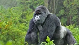 Gorilla-Habituation-Expereince-1.webp