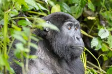 12-Day Best Uganda-Rwanda Tour Packages to Compare.webp