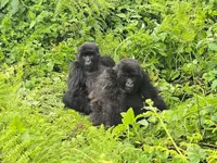 5 best itinerary ideas for 10 days Rwanda safari holiday.webp