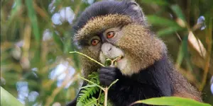 7 Day Rwanda Uganda Safari Tour for Primates.webp