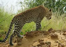 safaris-to-uganda-tours-2443953524.webp