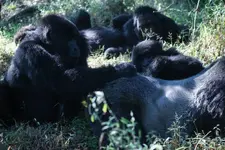 6 day Rwanda gorilla trekking from Serengeti safari tour and Ngorongoro.webp