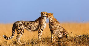 How to best combine Kenya Tanzania safaris1.webp