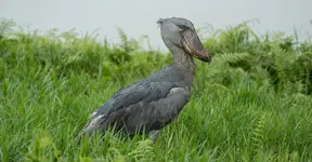 Where to se the shoe bill on Uganda birding safari.webp