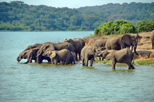 Herd_of_elephants_drinking_water_in_Queen_Elizabeth_National_Park_Uganda_1.webp