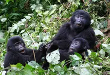 Why Visit the Gorillas in Rwanda During the Dry Months.webp