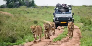 What-to-Expect-During-Uganda-Safaris-667923758.webp
