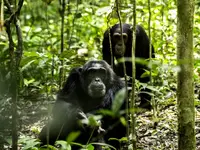 Where to see Chimpanzees in Uganda-on-Uganda primate safari.webp