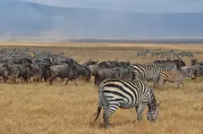Which Tanzania safari is best.webp
