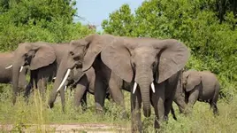 OIP-2480462069 new.webp